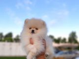 2 Aylık Erkek Ve Dişi Pomeranian Boo Yavrularımız