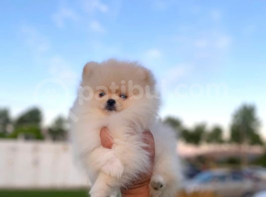 2 Aylık Erkek Ve Dişi Pomeranian Boo Yavrularımız görsel
