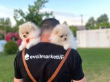 2 Aylık Erkek Ve Dişi Pomeranian Boo Yavrularımız