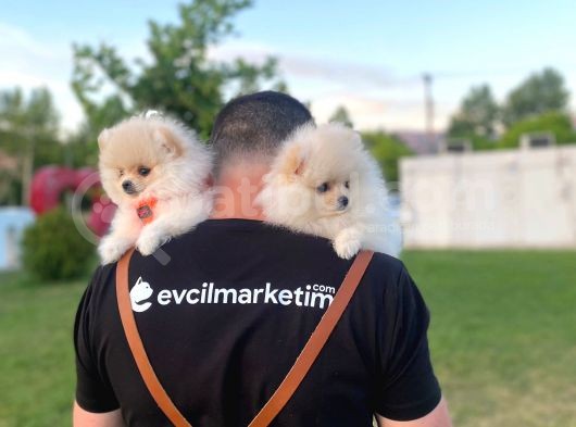 2 Aylık Erkek Ve Dişi Pomeranian Boo Yavrularımız görsel