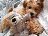 Efsane Anotomiye Sahip Maltipoo Bebekler