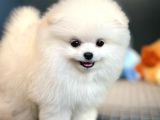 Ayı Surat Pomeranian Boo Yavrularımız