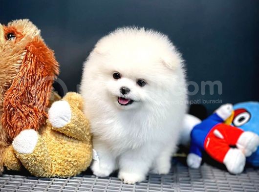 Ayı Surat Pomeranian Boo Yavrularımız görsel