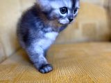 Golden Scottish Fold Yavrular