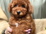 Irk Ve Saglik Garantili Poodle Yavrular