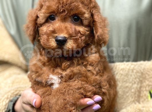 Irk Ve Saglik Garantili Poodle Yavrular görsel