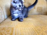 Golden Scottish Fold Yavrular