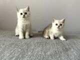 Silver Tabby British Shorthair Dişi Ve Erkek Yavrular