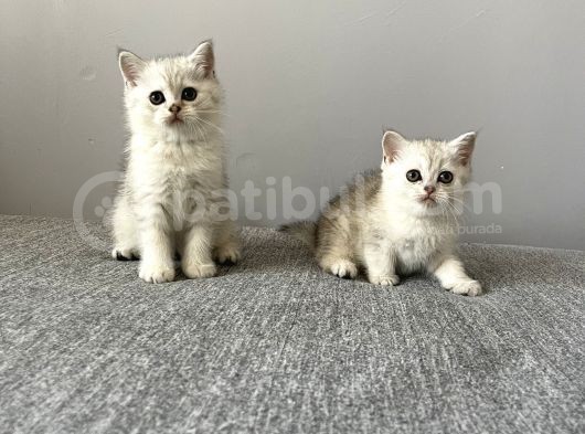 Silver Tabby British Shorthair Dişi Ve Erkek Yavrular görsel
