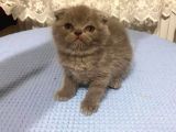 British Shorthair Ve Scottish Fold Kedilerim