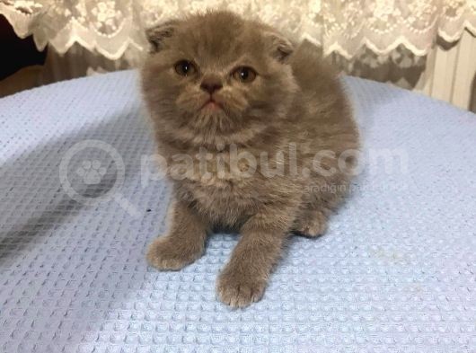 British Shorthair Ve Scottish Fold Kedilerim görsel
