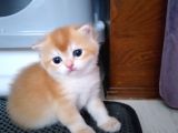 Ny11 Ve Ny25 Erkek Bebekler