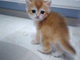 Ny11 Ve Ny25 Erkek Bebekler