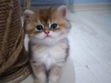 Ny11 Ve Ny25 Erkek Bebekler
