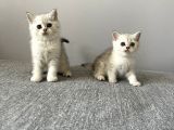 British Shorthair Silver Tabby Dişi Ve Erkek Bebekler