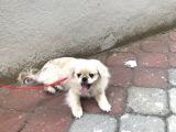 3 Aylık Yavru Pekinez