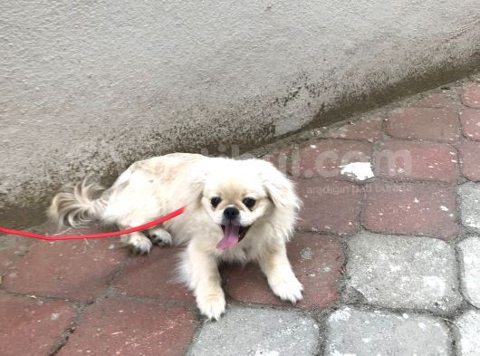 3 Aylık Yavru Pekinez görsel