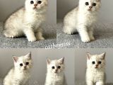 Silver Tabby British Shorthair Dişi Ve Erkek Yavrular