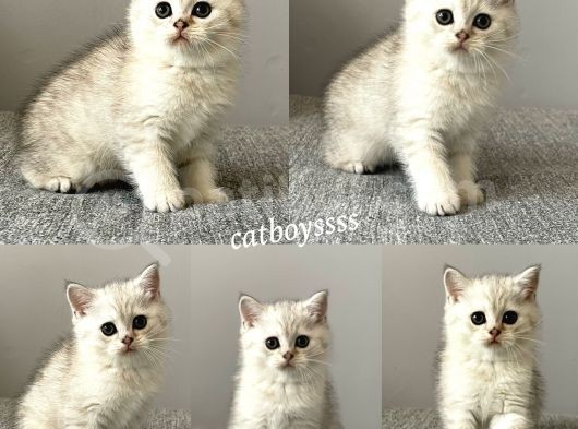 Silver Tabby British Shorthair Dişi Ve Erkek Yavrular görsel