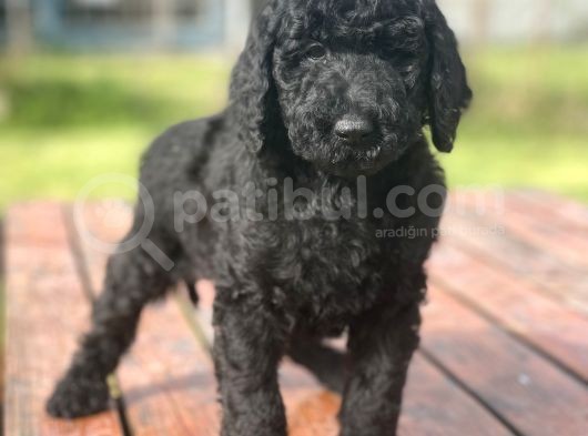 Standart Boy Poodle Yavrularimiz Irk Garantili görsel