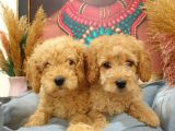 Toypoodle Erkek Dişi Mini Yavrularımız