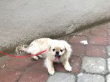 3 Aylık Yavru Pekinez