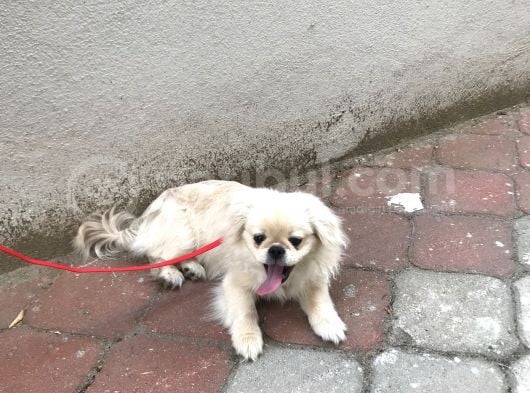 3 Aylık Yavru Pekinez
