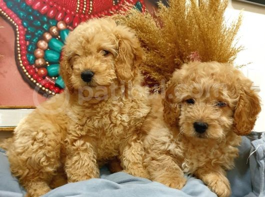 Toypoodle Erkek Dişi Mini Yavrularımız
