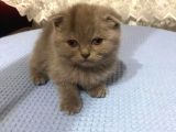 British Shorthair Ve Scottish Fold Kedilerim