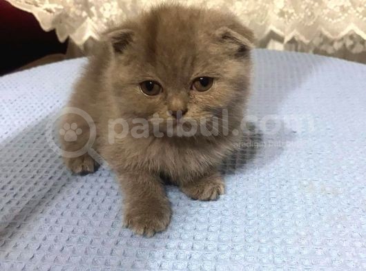 British Shorthair Ve Scottish Fold Kedilerim görsel