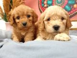Maltipoo Dünyalar Tatlısı Dişi Yavrularımız