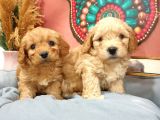 Maltipoo Dünyalar Tatlısı Dişi Yavrularımız