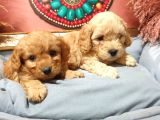 Maltipoo Dünyalar Tatlısı Dişi Yavrularımız