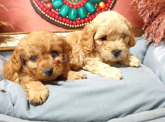 Maltipoo Dünyalar Tatlısı Dişi Yavrularımız görsel