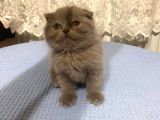 British Shorthair Ve Scottish Fold Kedilerim