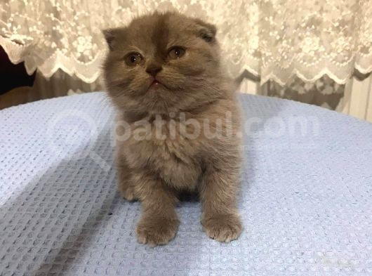 British Shorthair Ve Scottish Fold Kedilerim görsel