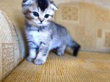 Golden Scottish Fold Yavrular