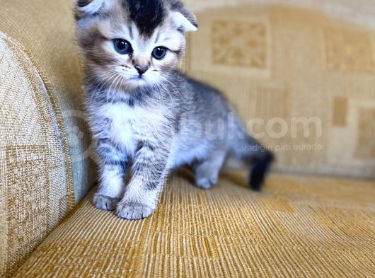 Golden Scottish Fold Yavrular görsel