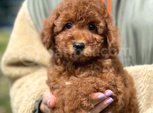 Irk Ve Saglik Garantili Poodle Yavrular görsel
