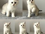 British Shorthair Silver Tabby Dişi Ve Erkek Bebekler