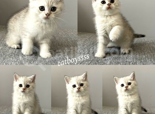 Silver Tabby British Shorthair Dişi Ve Erkek Yavrular
