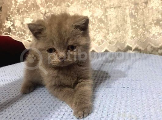 British Shorthair Ve Scottish Fold Kedilerim görsel