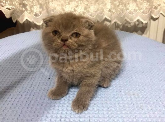 British Shorthair Ve Scottish Fold Kedilerim görsel