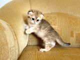 Golden Scottish Fold Yavrular