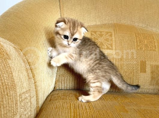 Golden Scottish Fold Yavrular
