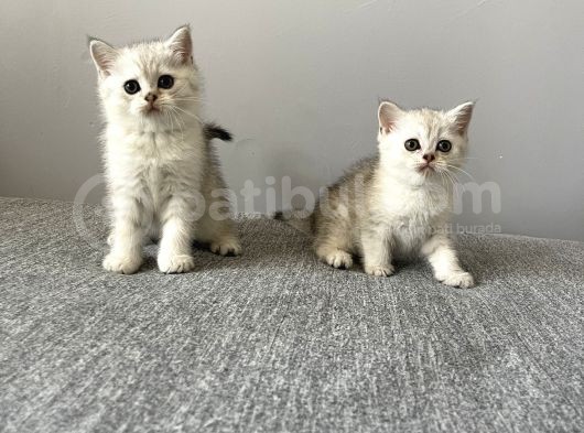 Silver Tabby British Shorthair Dişi Ve Erkek Yavrular görsel