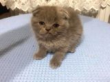 British Shorthair Ve Scottish Fold Kedilerim