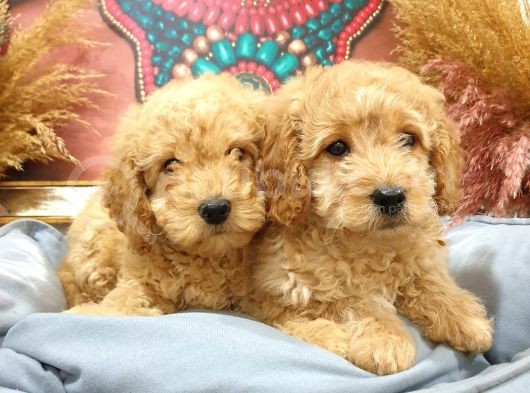 Toypoodle Erkek Dişi Mini Yavrularımız görsel