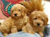 Toypoodle Erkek Dişi Mini Yavrularımız