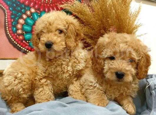 Toypoodle Erkek Dişi Mini Yavrularımız görsel